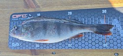 Ivosjön - Barsch  32cm - 530gr