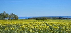 Bei grossen gelb leuchtenden Rapsfelder vorbei