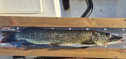 Jvosjön - Hecht   70 cm - 2485 gr
