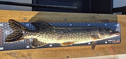 Jvosjön - Hecht   58 cm - 1670 gr