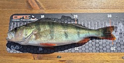 Jvosjön - Barsch   31 cm 390 gr