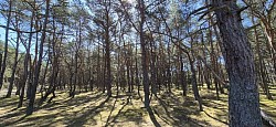 Sillnäs naturreservat