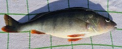Abborre 34 cm - 480 g
