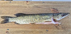 Gädda 63 cm - 1,2 kg