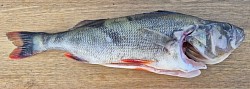 Abborre 32 cm - 420 g