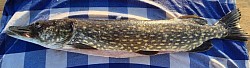 Gädda 74 cm - 1,6 kg