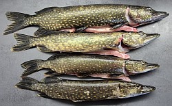 4 gäddor lyckade: 75 cm - 2,1 kg, 68 cm - 1,6 kg, 63 cm - 1,3 kg, 55 cm - 890 gr