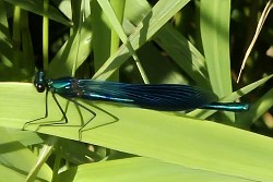 Blåvingad demoiselle
