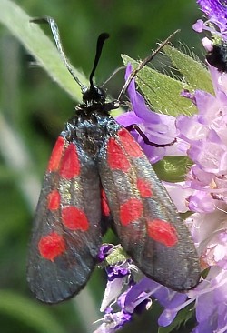 Fågelfot-trefoil burnet